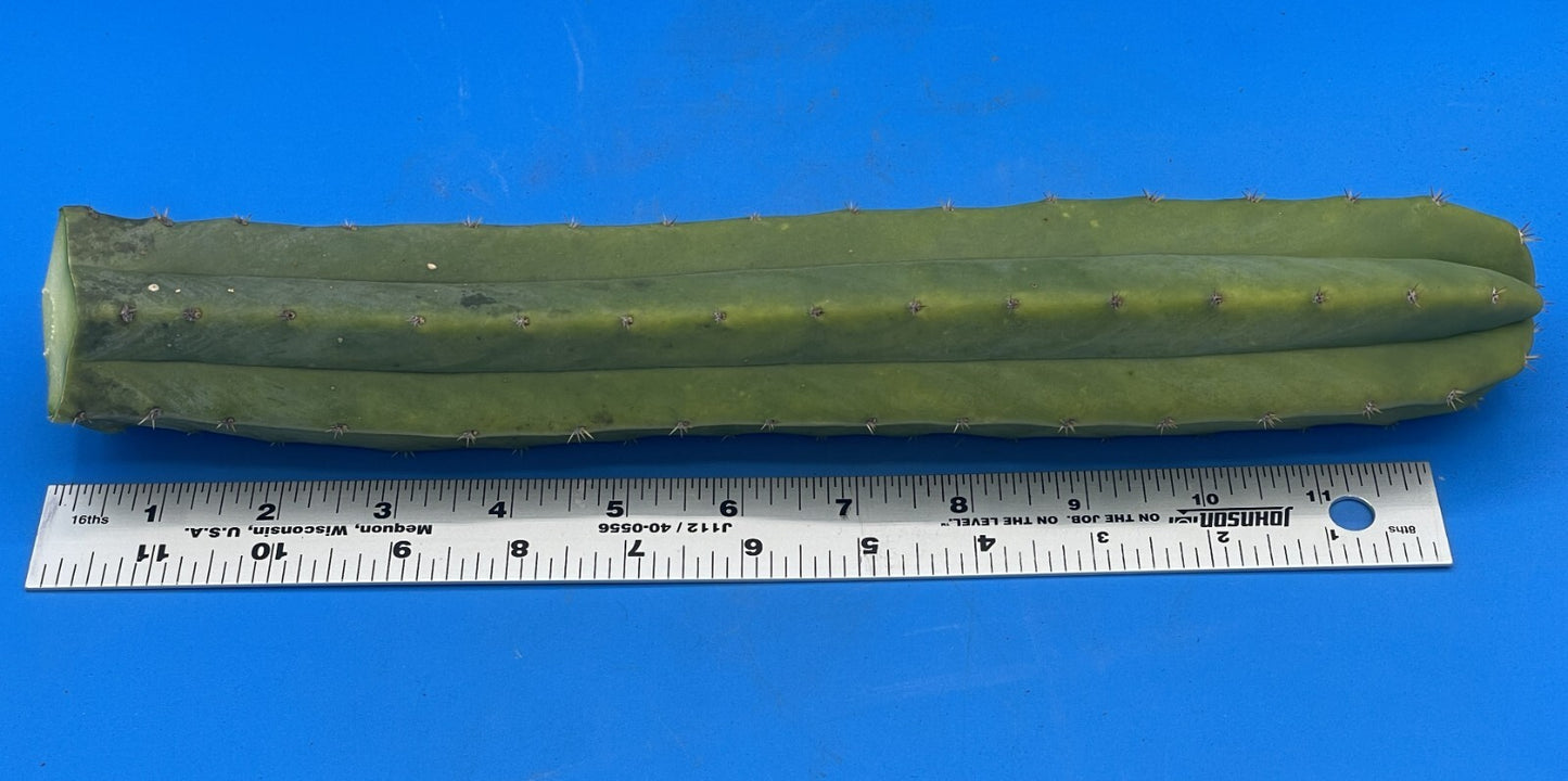 Cereus Cactus Cuttings - 12 Inches Minimum - Easy To Root! Cut To Order! 339