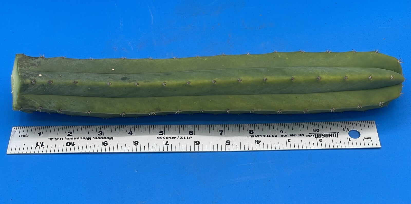 Cereus Cactus Cuttings - 12 Inches Minimum - Easy To Root! Cut To Order! 339