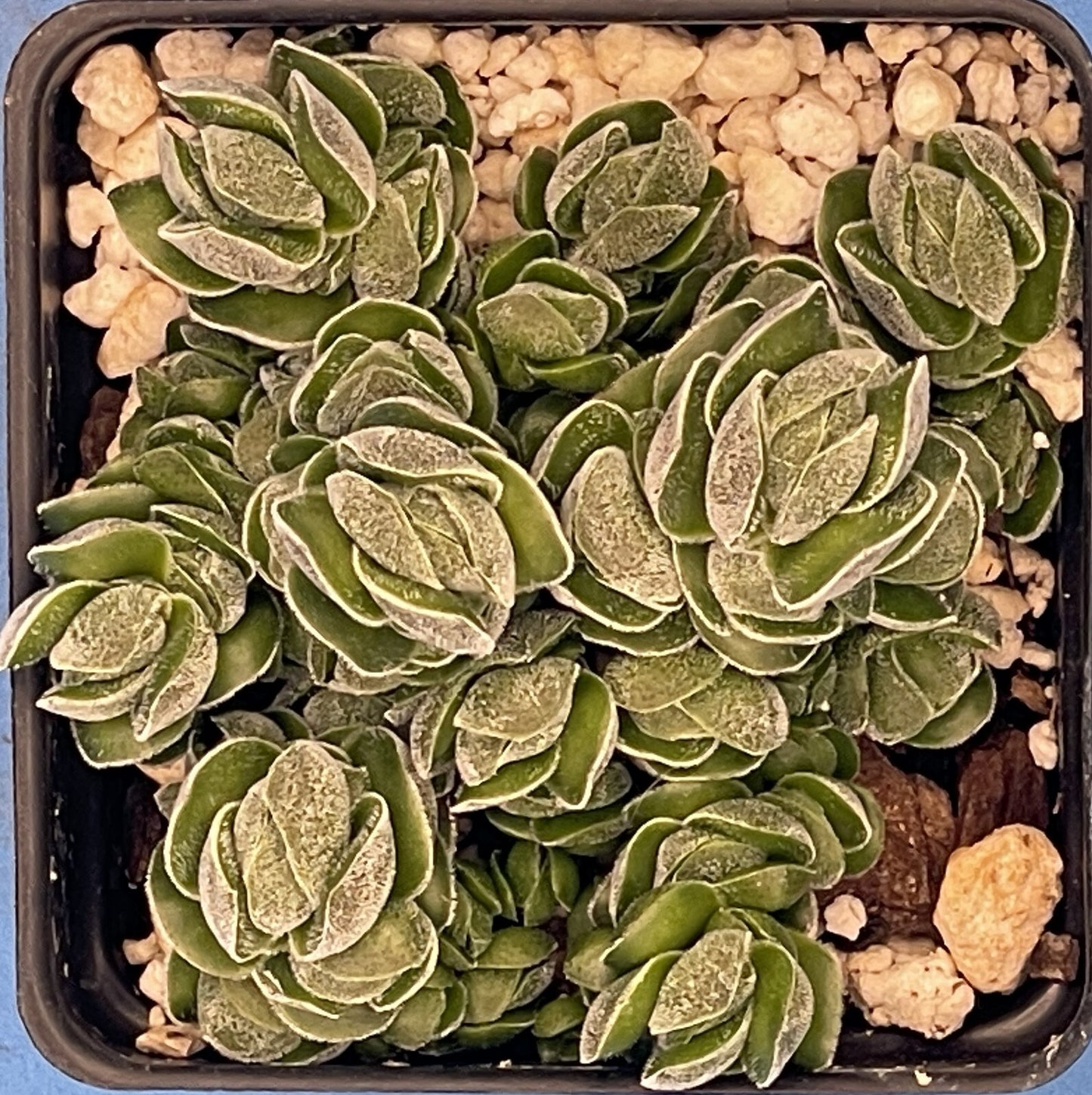 Crassula Pangolin RARE Crassula Hybrid - Ships in 3” pot