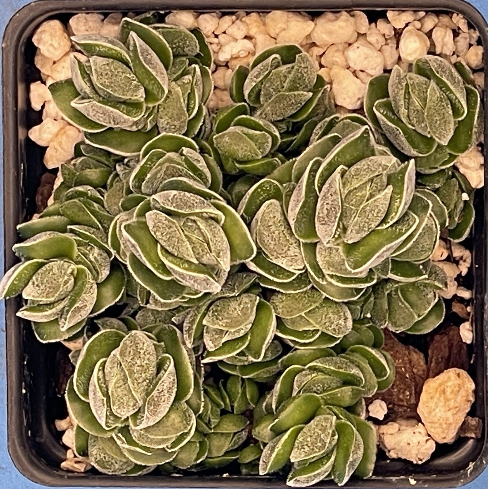 Crassula Pangolin RARE Crassula Hybrid - Ships in 3” pot