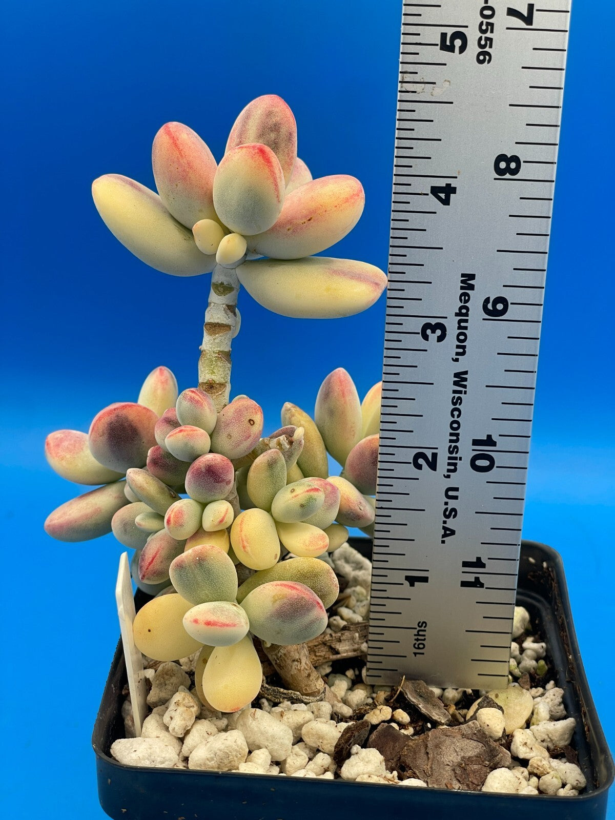 Cotyledon Orbiculata Var Oophylla f. Variegata! EXACT PLANT! Rare! 3.5" Pot (2)