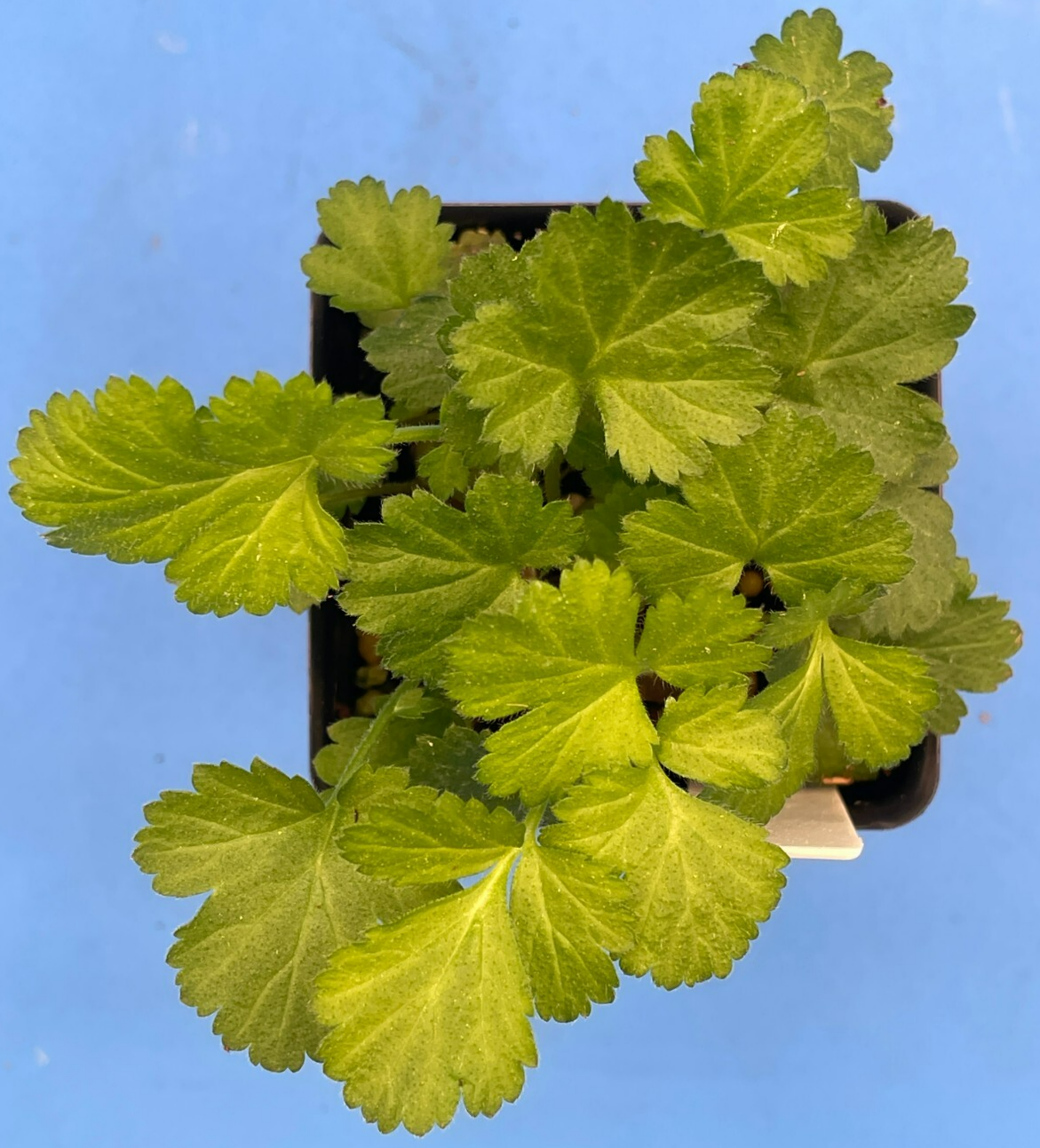 Wood Avens Live Plant 3" Starter Pot - Herb Bennet - Geum Urbanum - Hard to Find