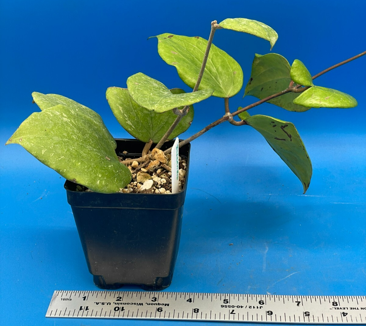 Hoya Balaensis Fully Rooted - Rare Hoyas XL Super Healthy! Grown In 3.5" pot (1)