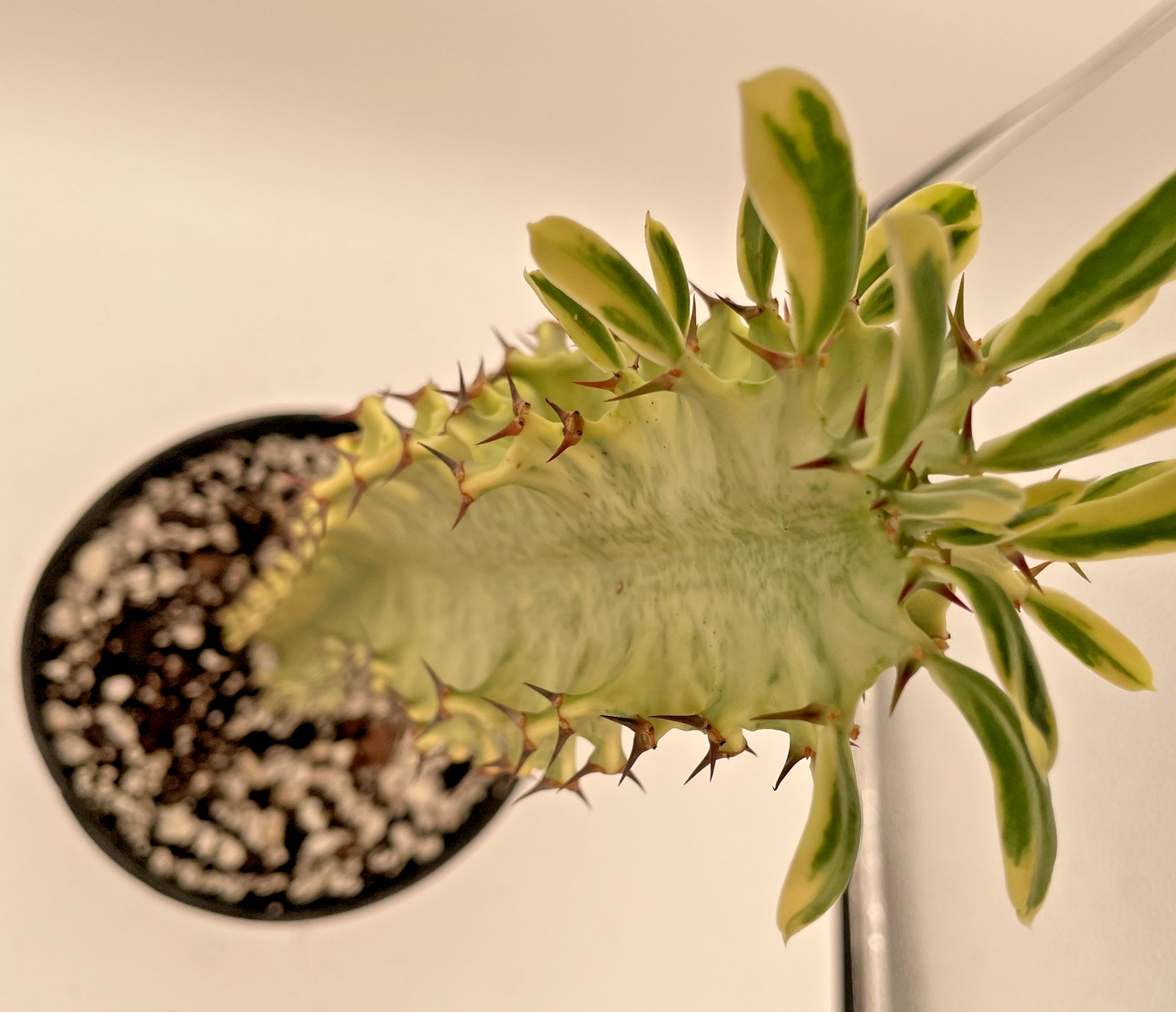Euphorbia Ammak Variegata - In Gallon Pot - Super Healthy! No Ship to Cali Or AZ