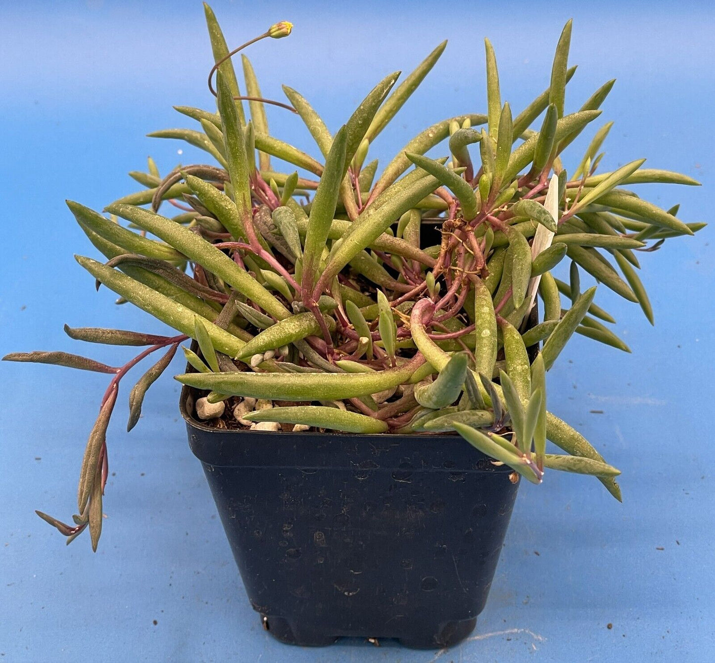 String of Pickles 'Ruby Necklace' - Crassothonna capensis - Ships in 3.5” Pot