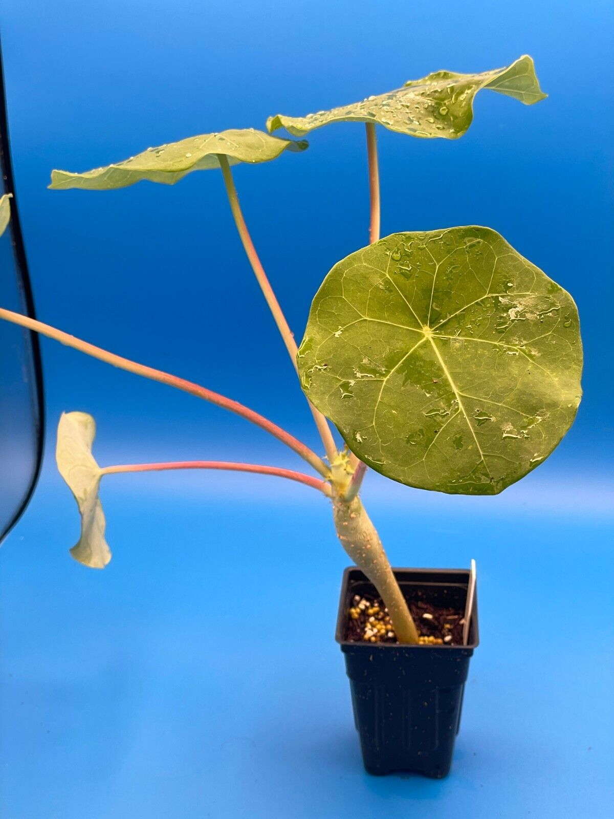 Buddha Belly Jatropha Starter Plant - Jatropha Podagrica Grows Caudex !