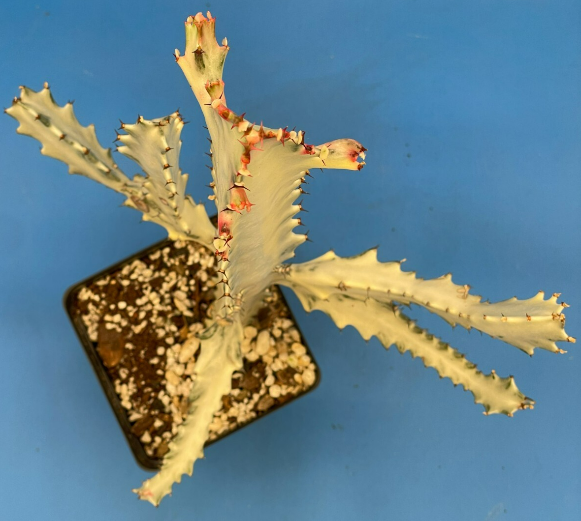 White Ghost Cactus Euphorbia Lactea 4.5" Super Healthy! The Four Armed Freak !-)