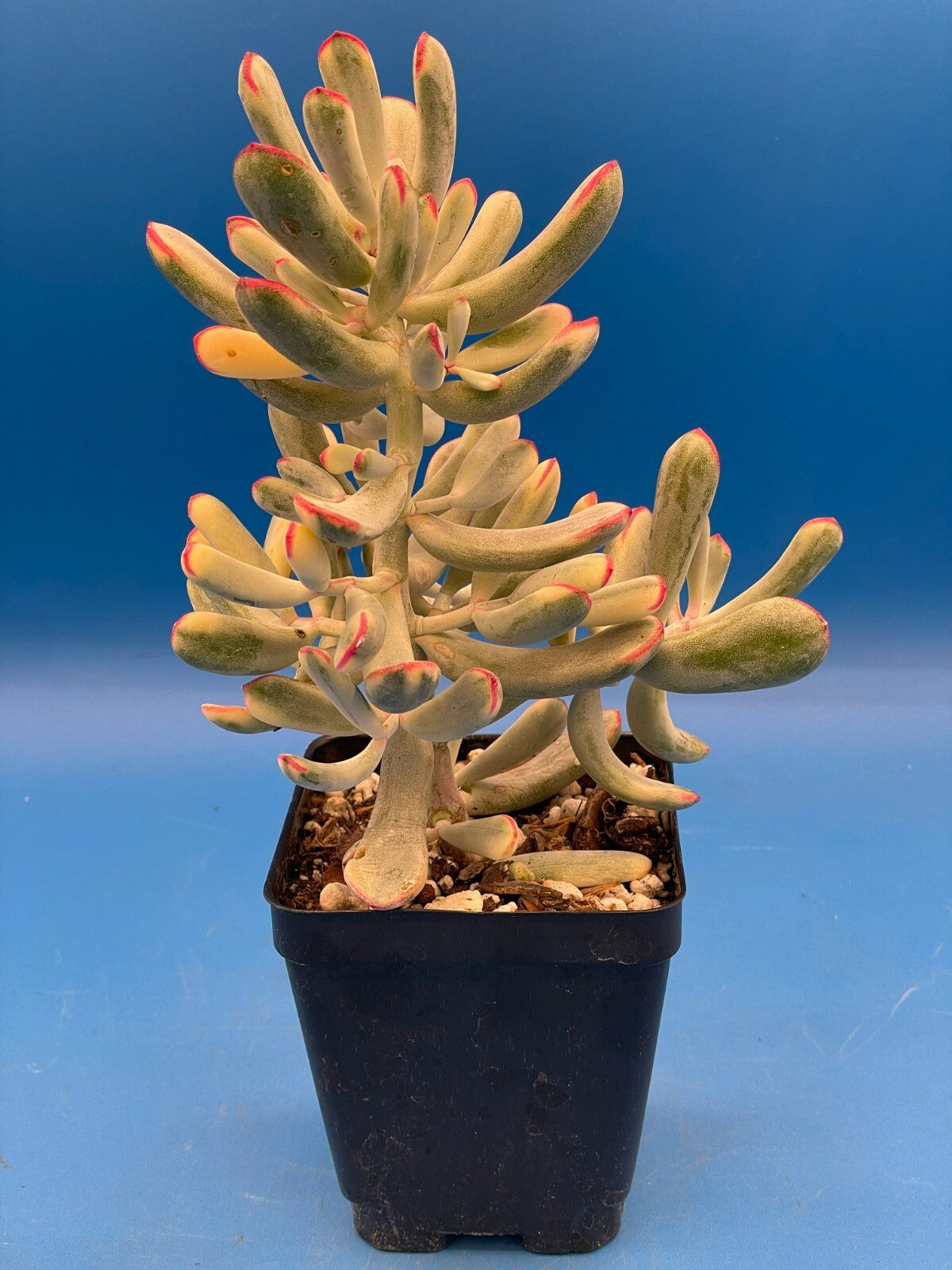 Cotyledon Orbiculata Flanaganii f. variegata! EXACT PLANT! Rare! 3.5" Pot (1)