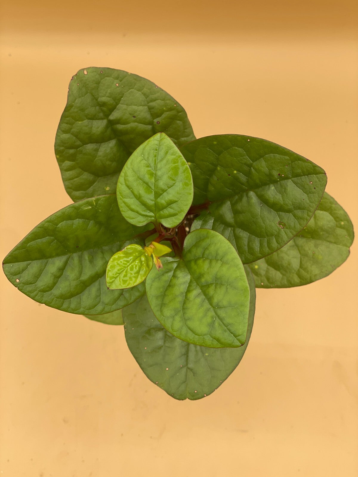 Malabar Spinach Red Live Plant 3" Starter Plant - Basella rubra
