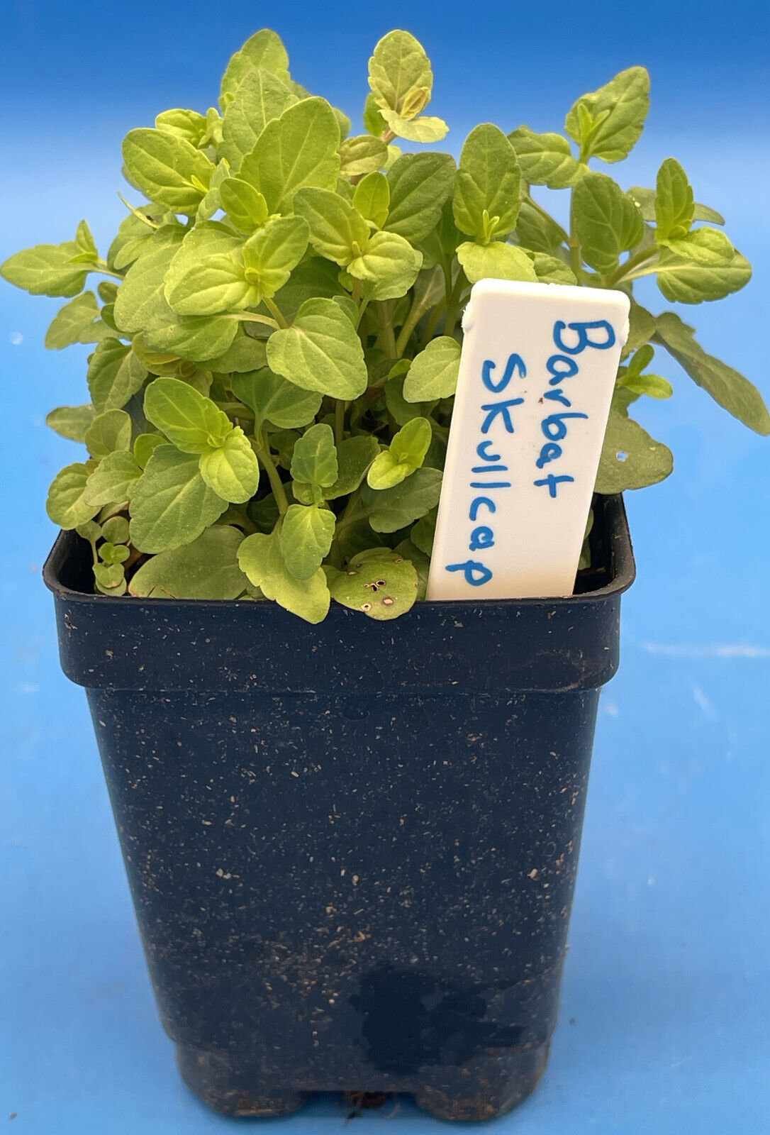 Barbat Skullcap Live Plant 3" Starter Pot - Scutellaria Barbata