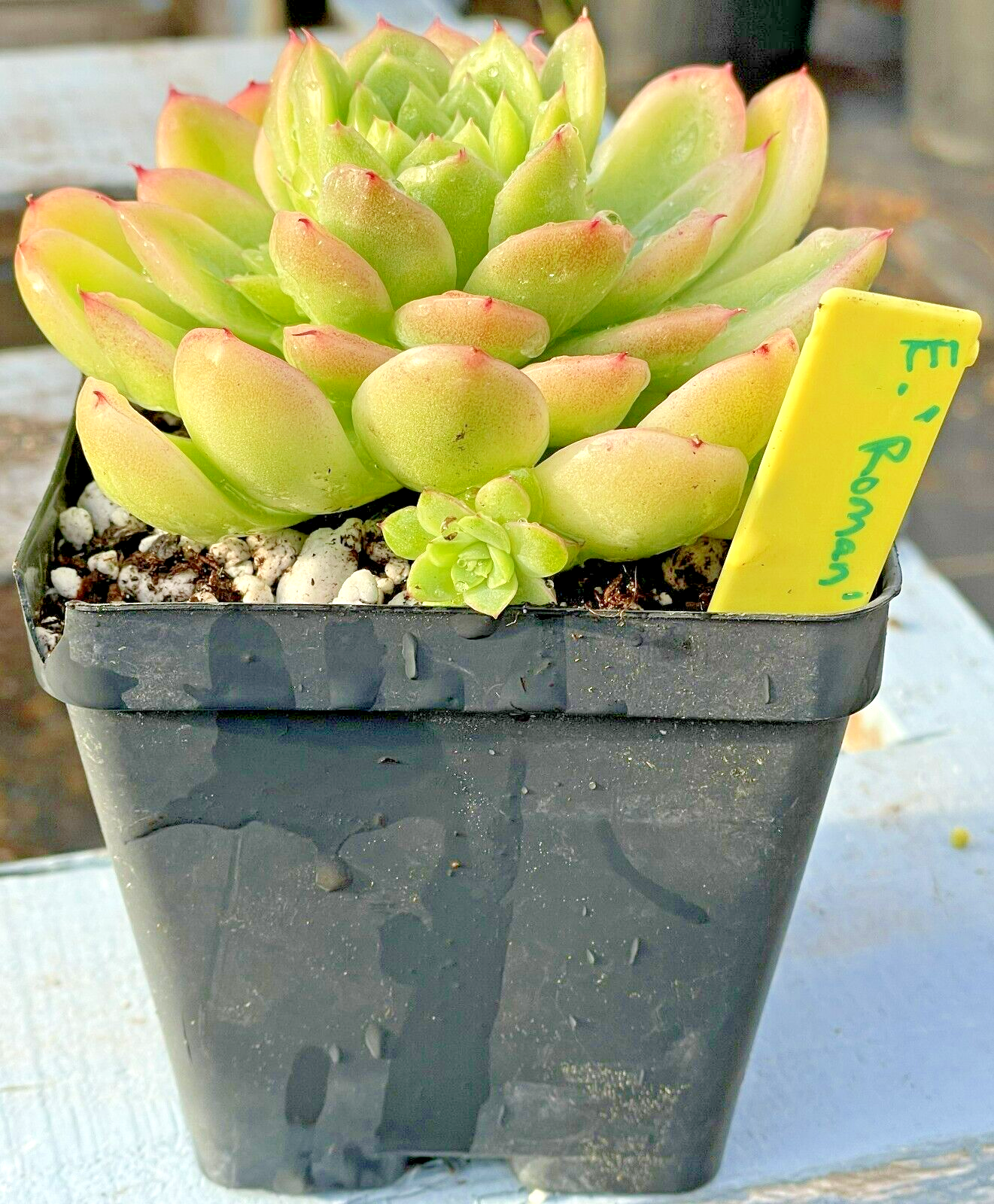 Echeveria Lucidum 'Roman' - Hens And Chicks - Makes Pups! Grown in 3.5” pot