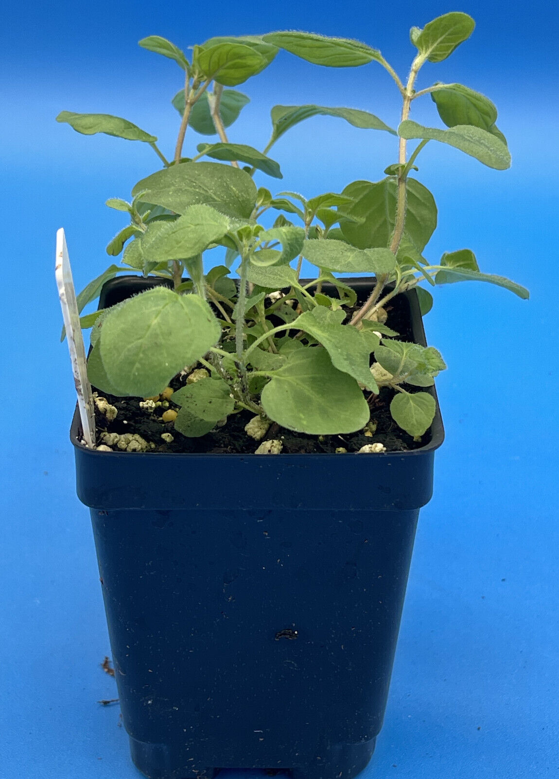 Italian Oregano Live Plant 3" Starter Pot - Origanum vulgare