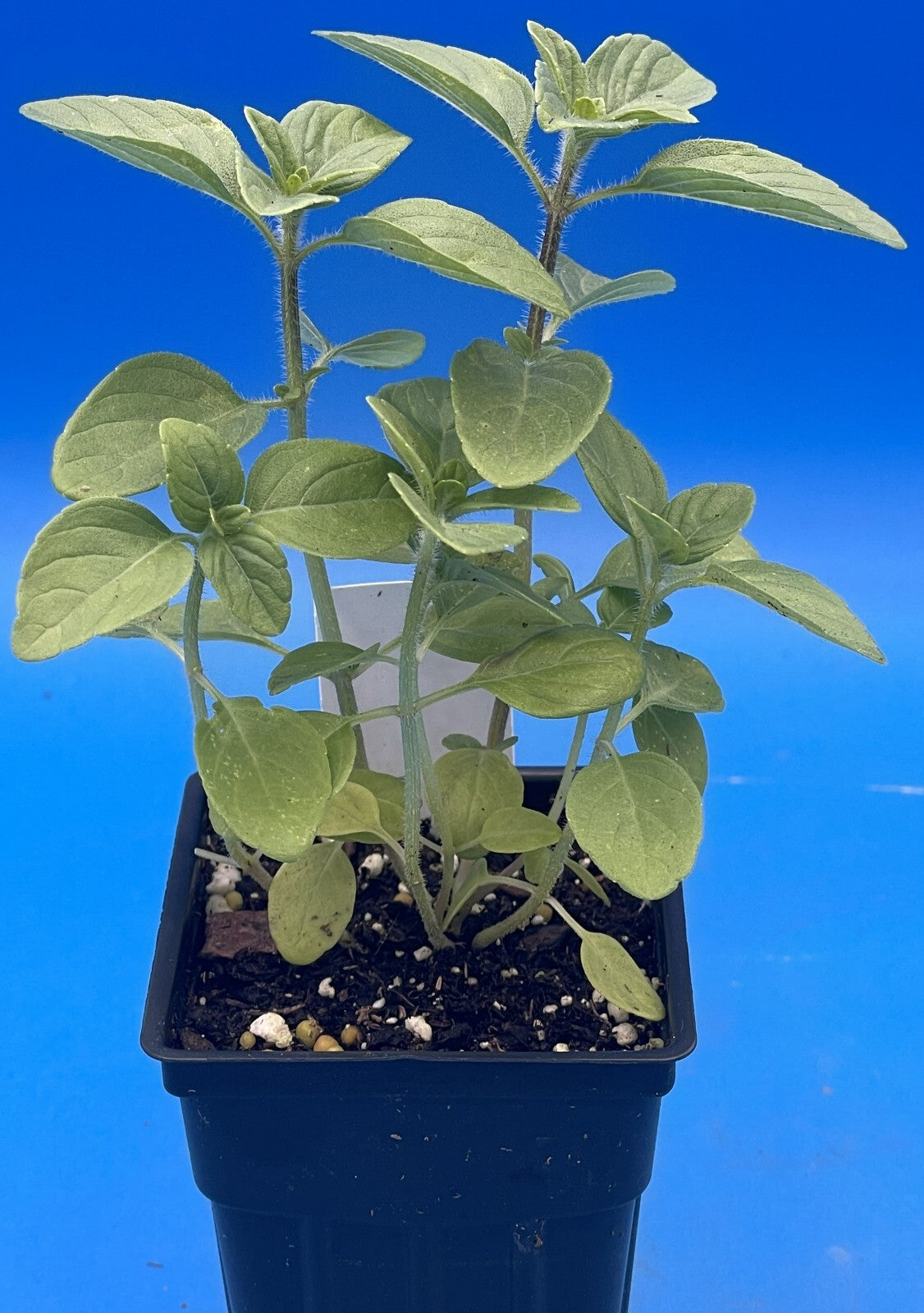 Camphor Basil Live Plant 3" Starter Pot - RARE! - Ocimum Kilimandscharicum