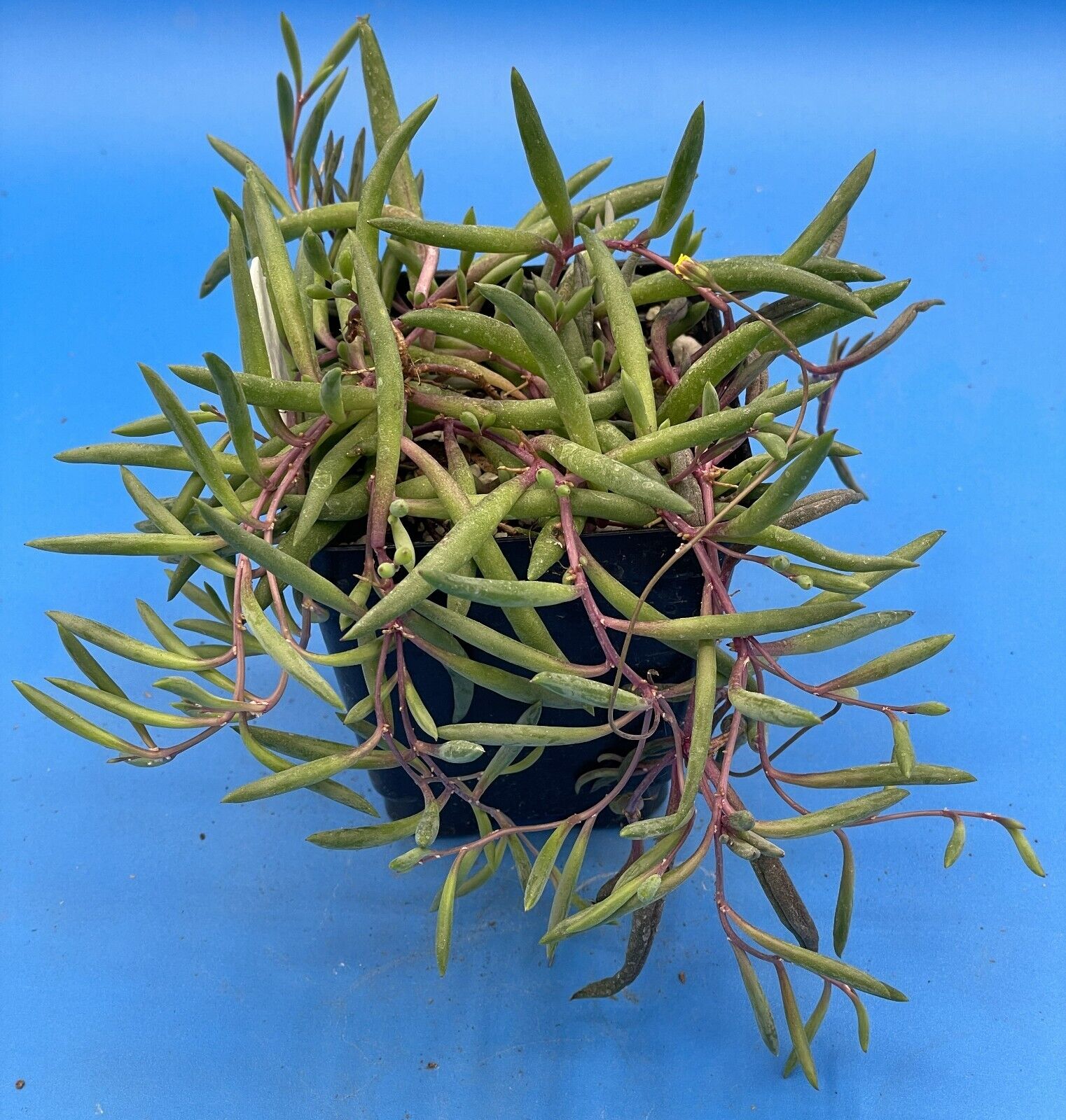String of Pickles 'Ruby Necklace' - Crassothonna capensis - Ships in 3.5” Pot