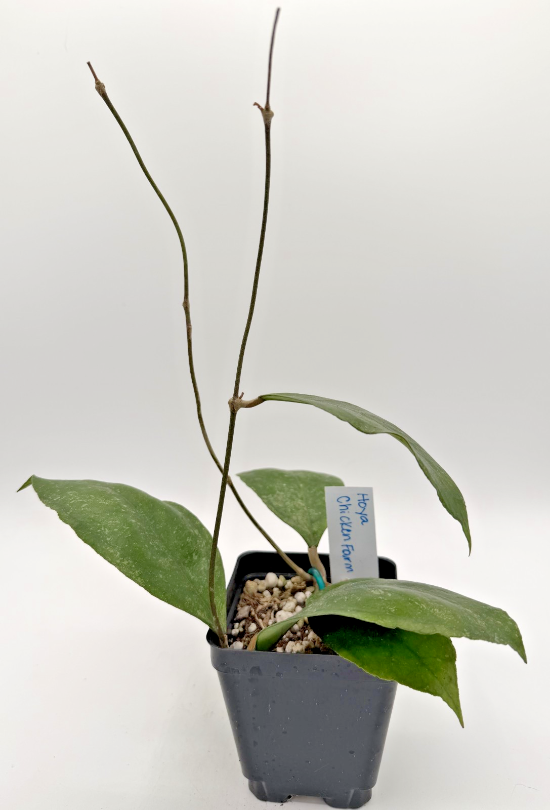 Hoya 'Chicken Farm' Rooted Grown In 3.5" pot - Can't Ship to California/Arizona