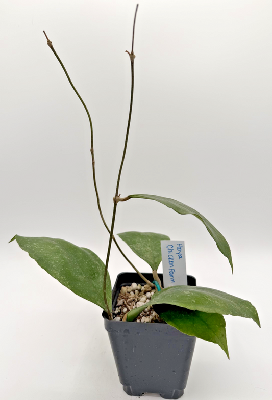 Hoya 'Chicken Farm' Rooted Grown In 3.5" pot - Can't Ship to California/Arizona