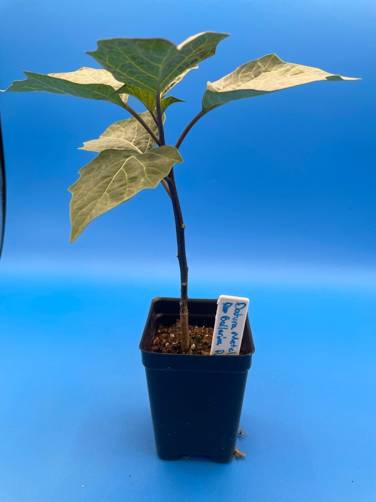 Devil’s Trumpet Live Plant 3" Starter Pot - Datura Metel