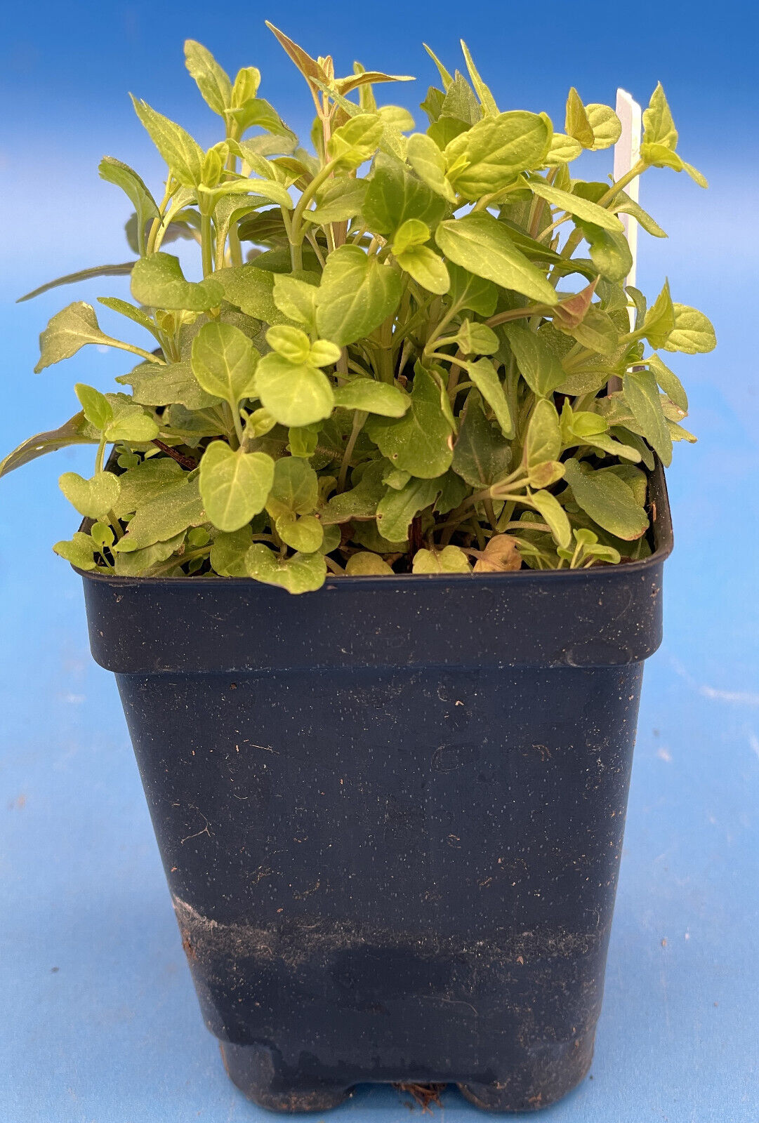 Barbat Skullcap Live Plant 3" Starter Pot - Scutellaria Barbata