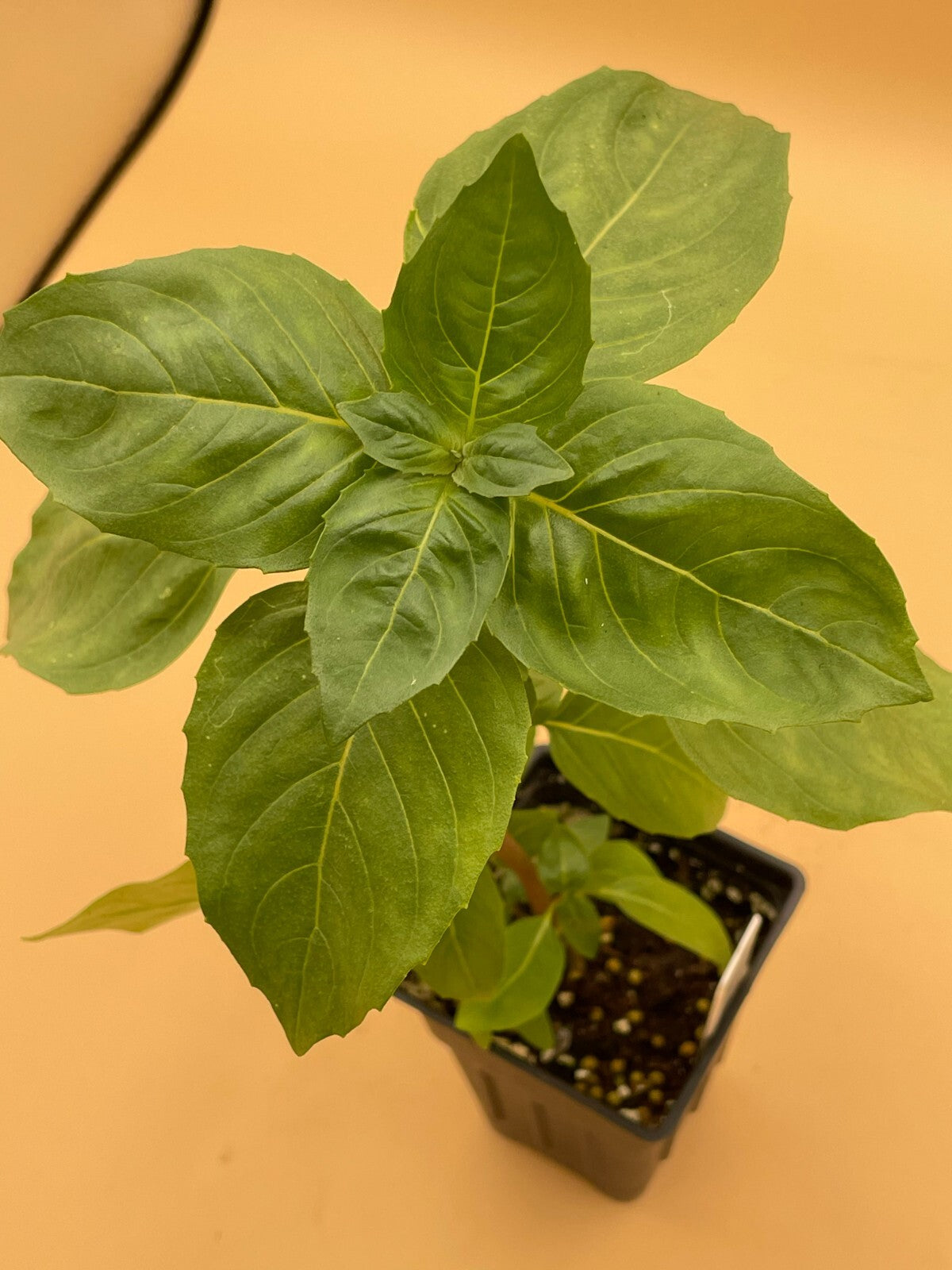 Basil, Sweet 'Prospera' -Live Plant 3" Starter Pot - Ocimum basilicum ‘Prospera'