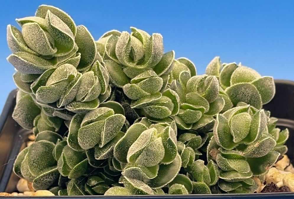 Crassula Pangolin RARE Crassula Hybrid - Ships in 3.5” pot (Y1)