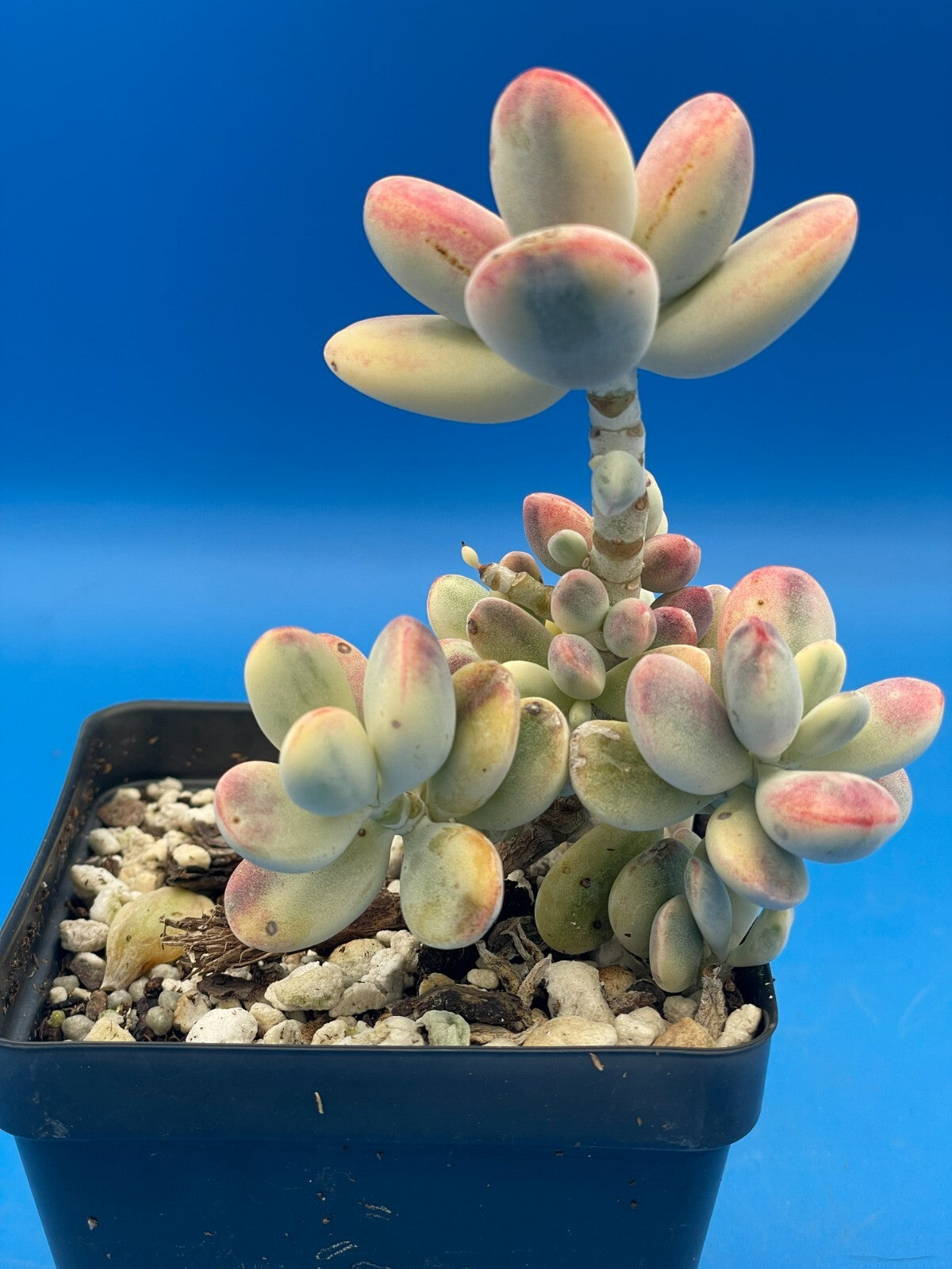 Cotyledon Orbiculata Var Oophylla f. Variegata! EXACT PLANT! Rare! 3.5" Pot (2)