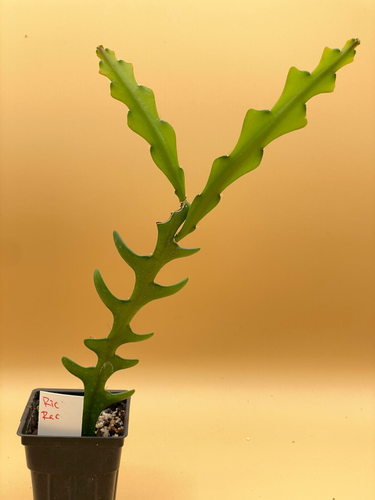 Ric-Rac Cactus - Selenicereus anthonyanus - Fully Rooted In 3" Starter Pot