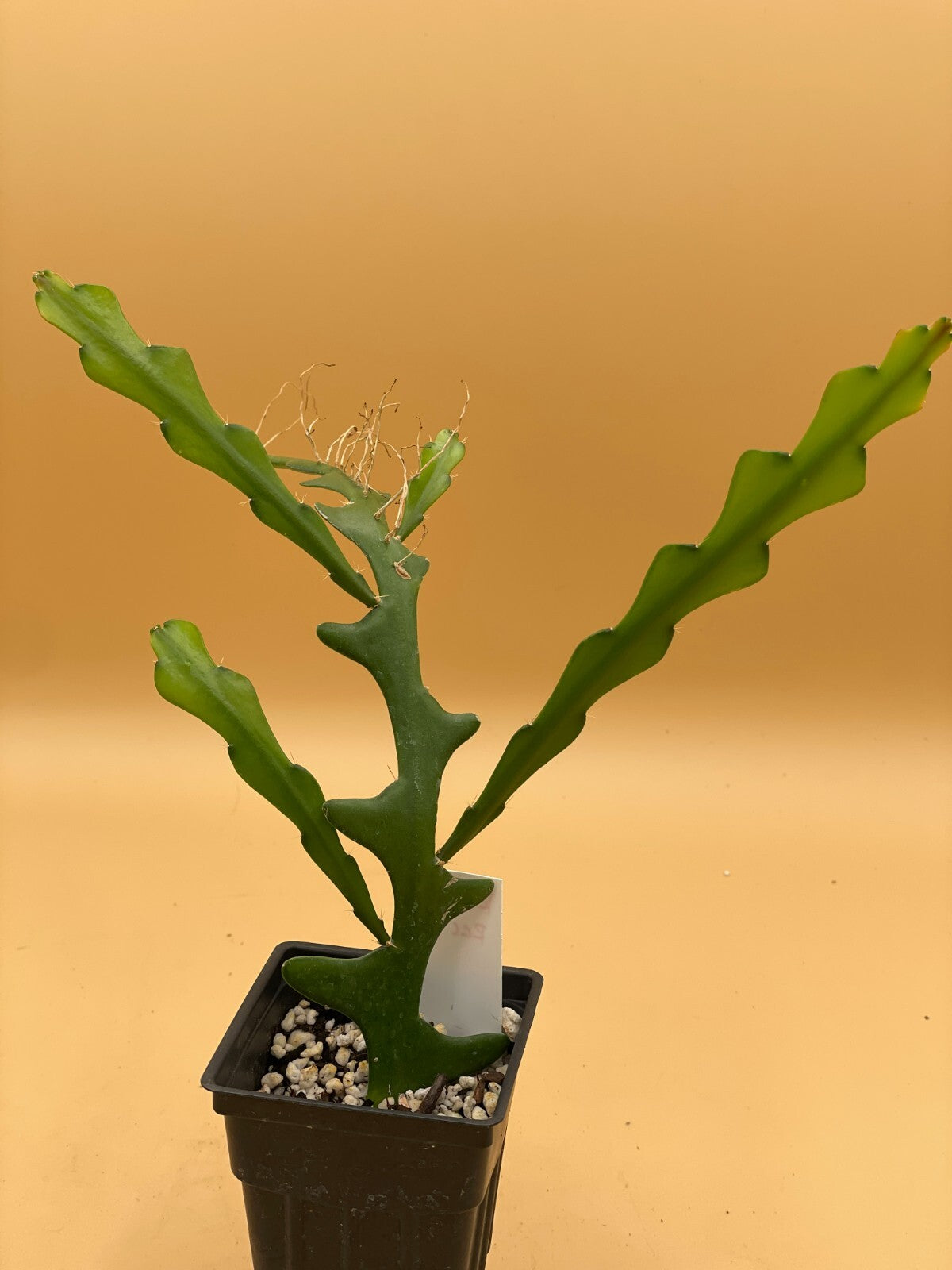 Ric-Rac Cactus - Selenicereus anthonyanus - Fully Rooted In 3" Starter Pot