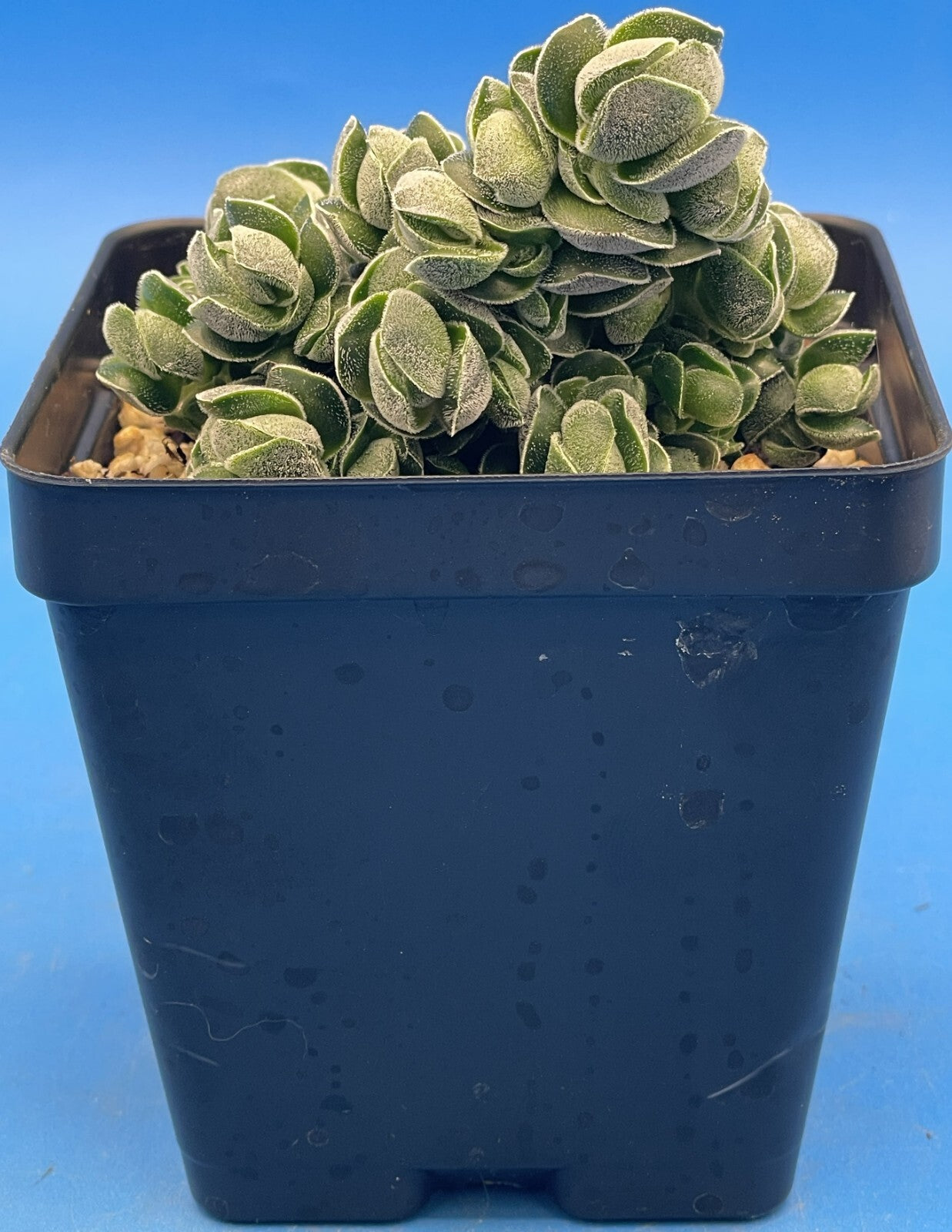 Crassula Pangolin RARE Crassula Hybrid - Ships in 3.5” pot (Y1)