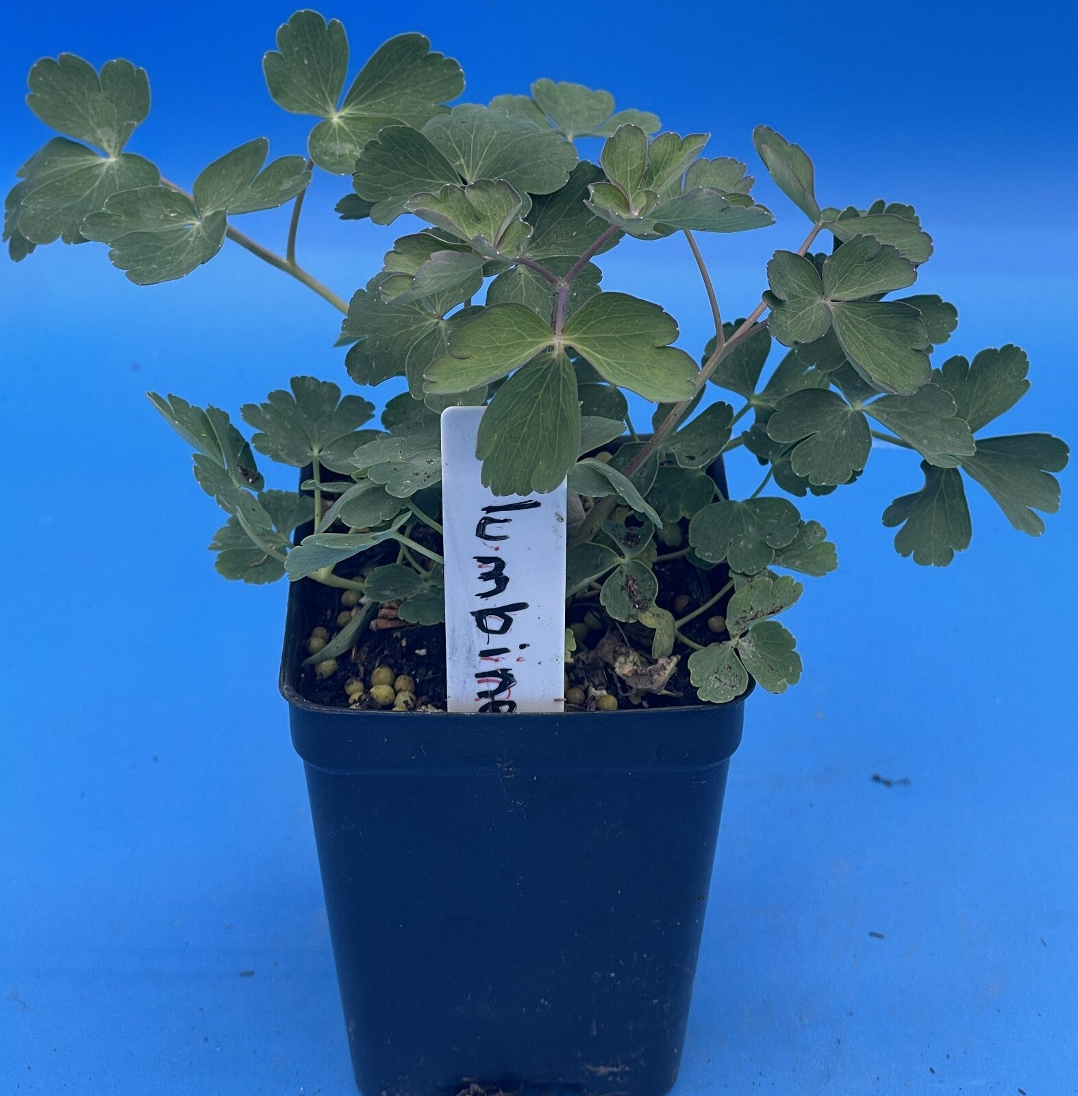 Eastern Red Columbine Live Plant 3" Starter Pot - Aquilegia Canadensis