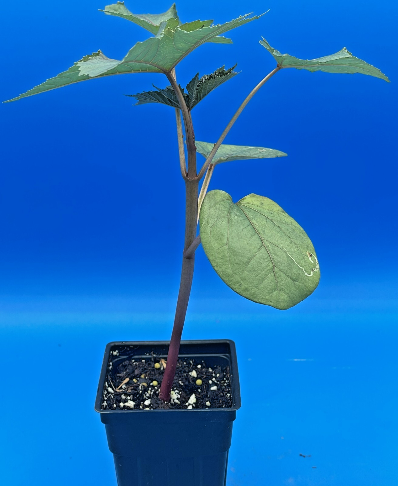 Castor, Zanzibar Red Live Plant 3" Starter Pot - R communis ‘Zanzibarensis’