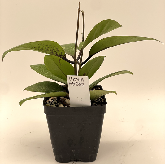 Hoya AH053 Rare! Fully Rooted Grown In 3.5" pot - SO HEALTHY!