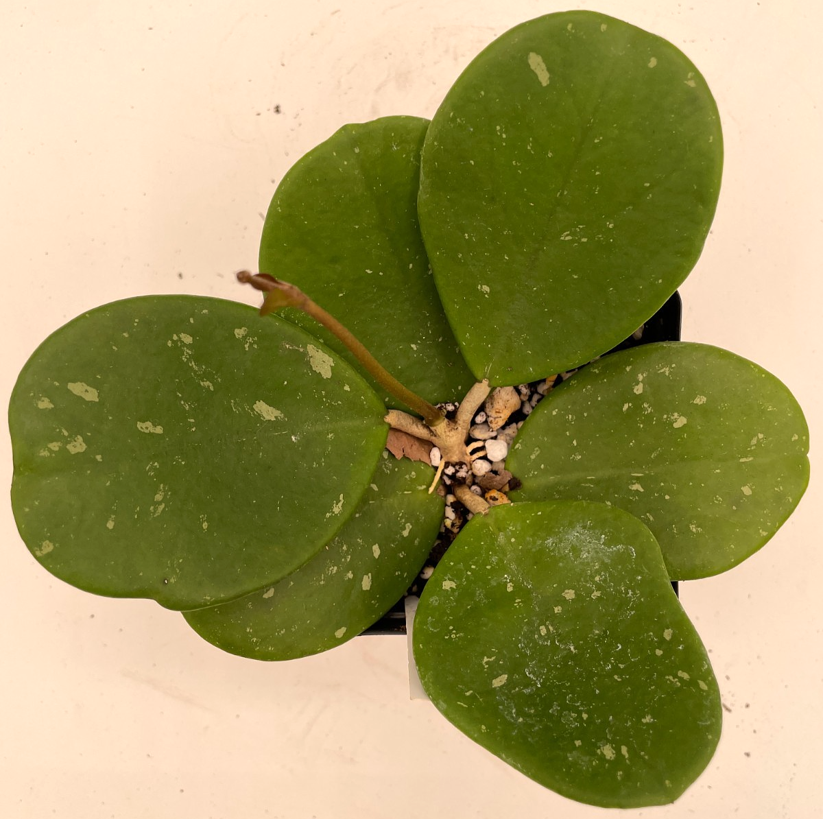 Hoya obovata Splash Leaves Fully Rooted Grown In 3.5" pot - Very Healthy!