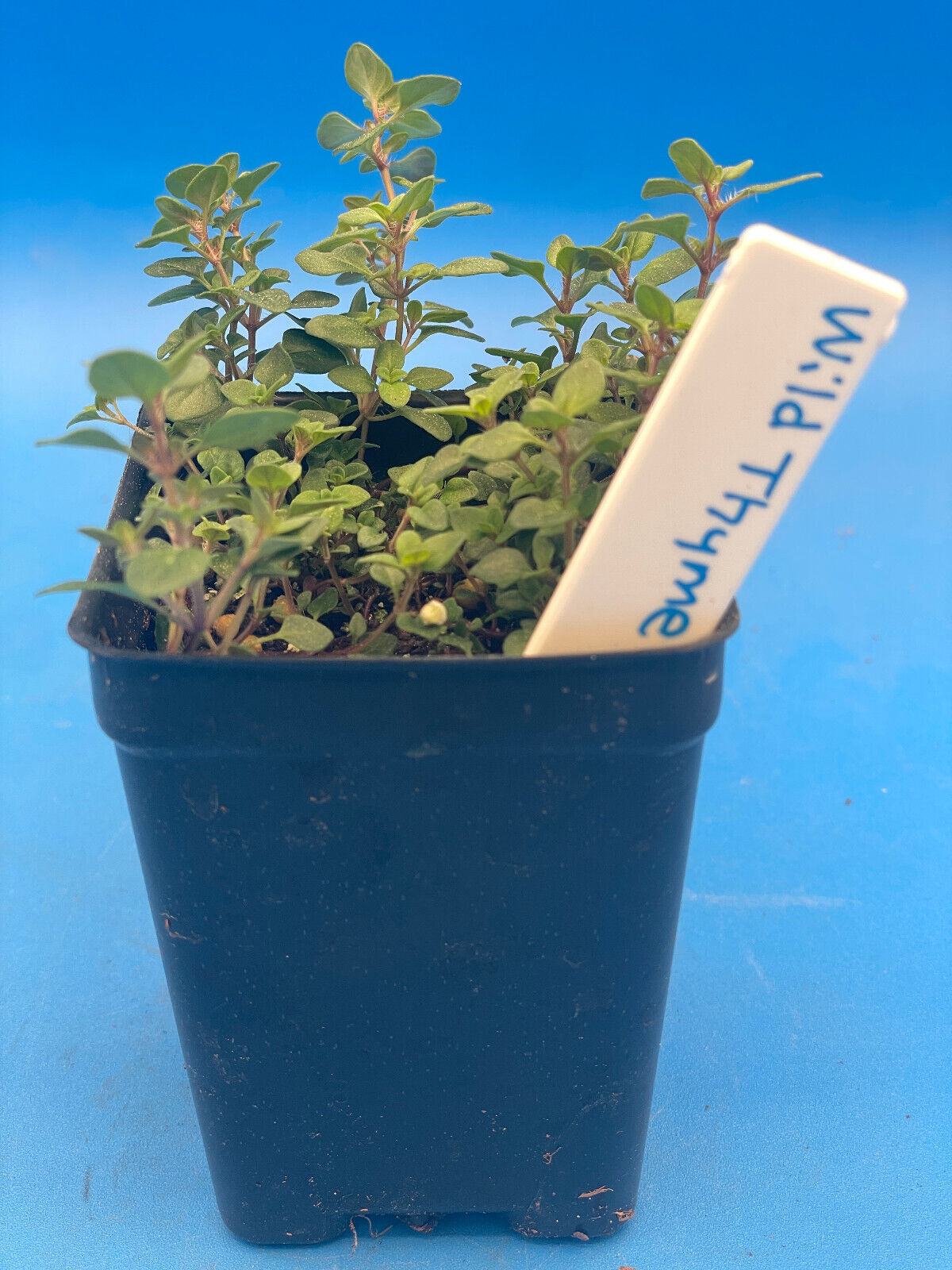 Wild Thyme Live Plant 3" Starter Pot - Thymus praecox
