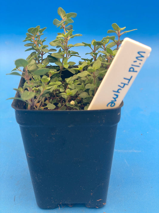 Wild Thyme Live Plant 3" Starter Pot - Thymus praecox