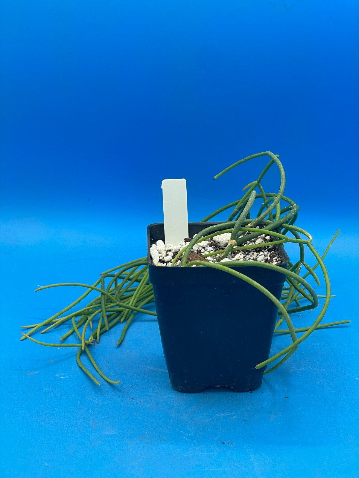 Rhipsalis baccifera - Spaghetti Cactus - 3.5" Pot - Full And Super Healthy