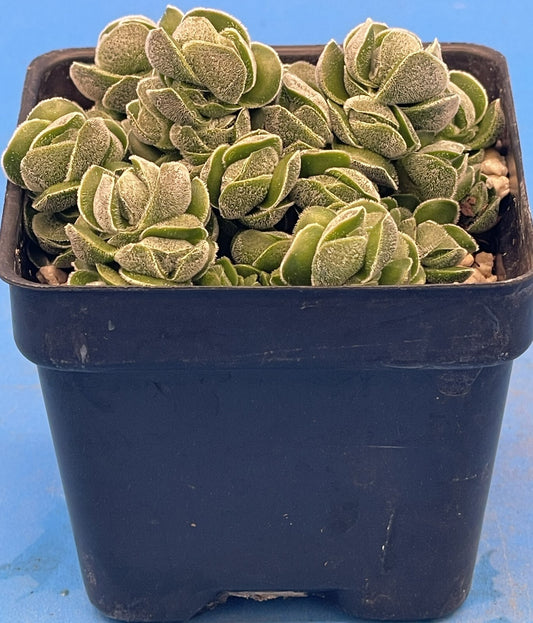 Crassula Pangolin RARE Crassula Hybrid - Ships in 3” pot