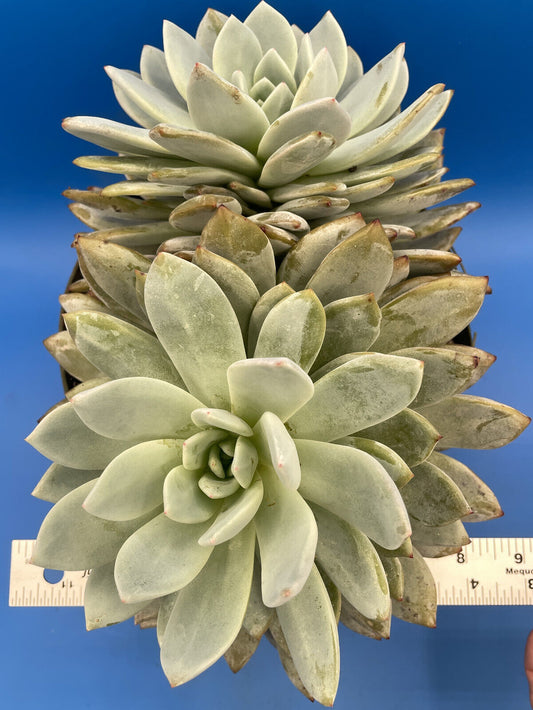 Echeveria Orange Monroe - Hens And Chicks - Huge Plant With Two Heads!