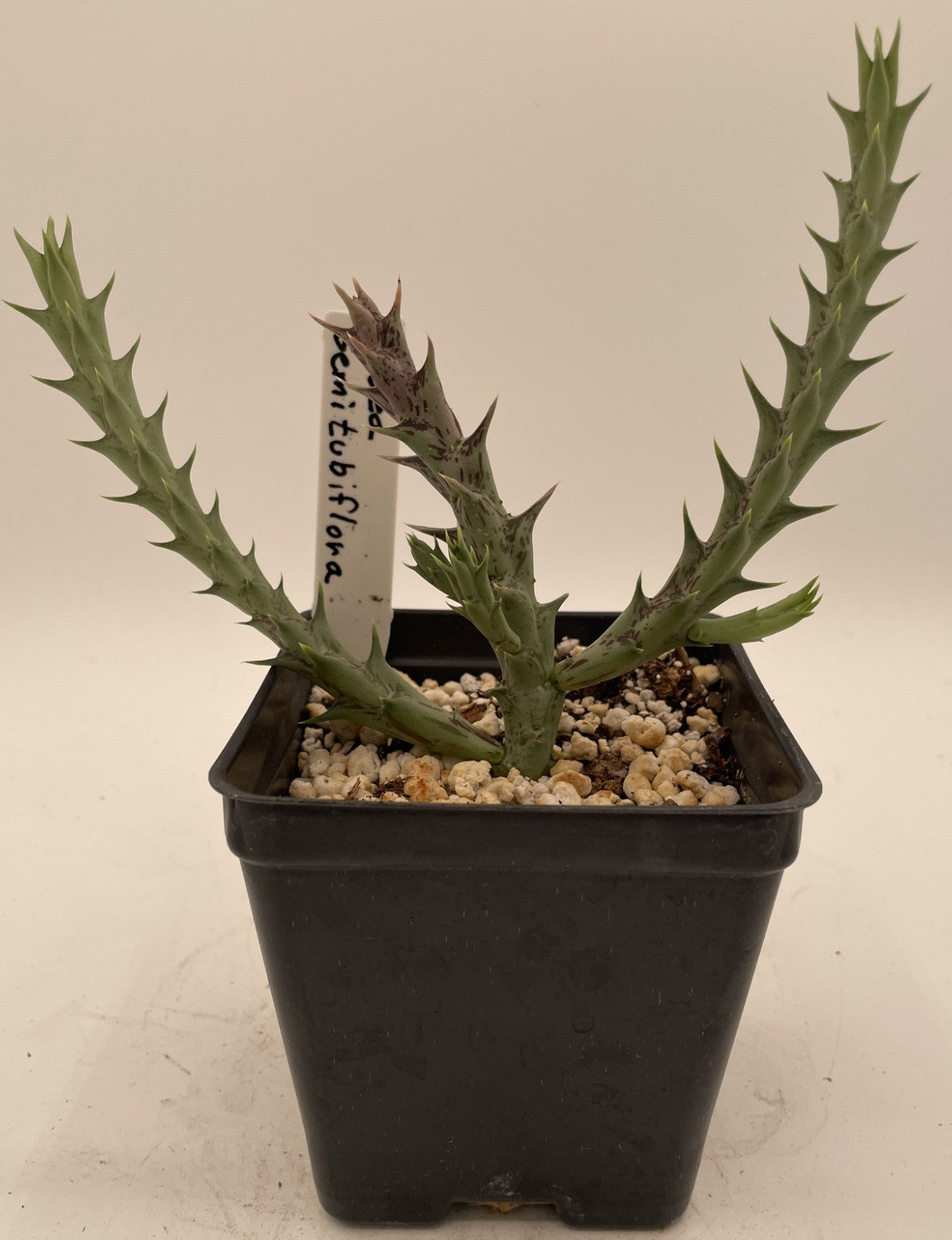 Orbea Semitubiflora 3.5" Potted Plant - Well Rooted - No Ship to Cali or Arizona