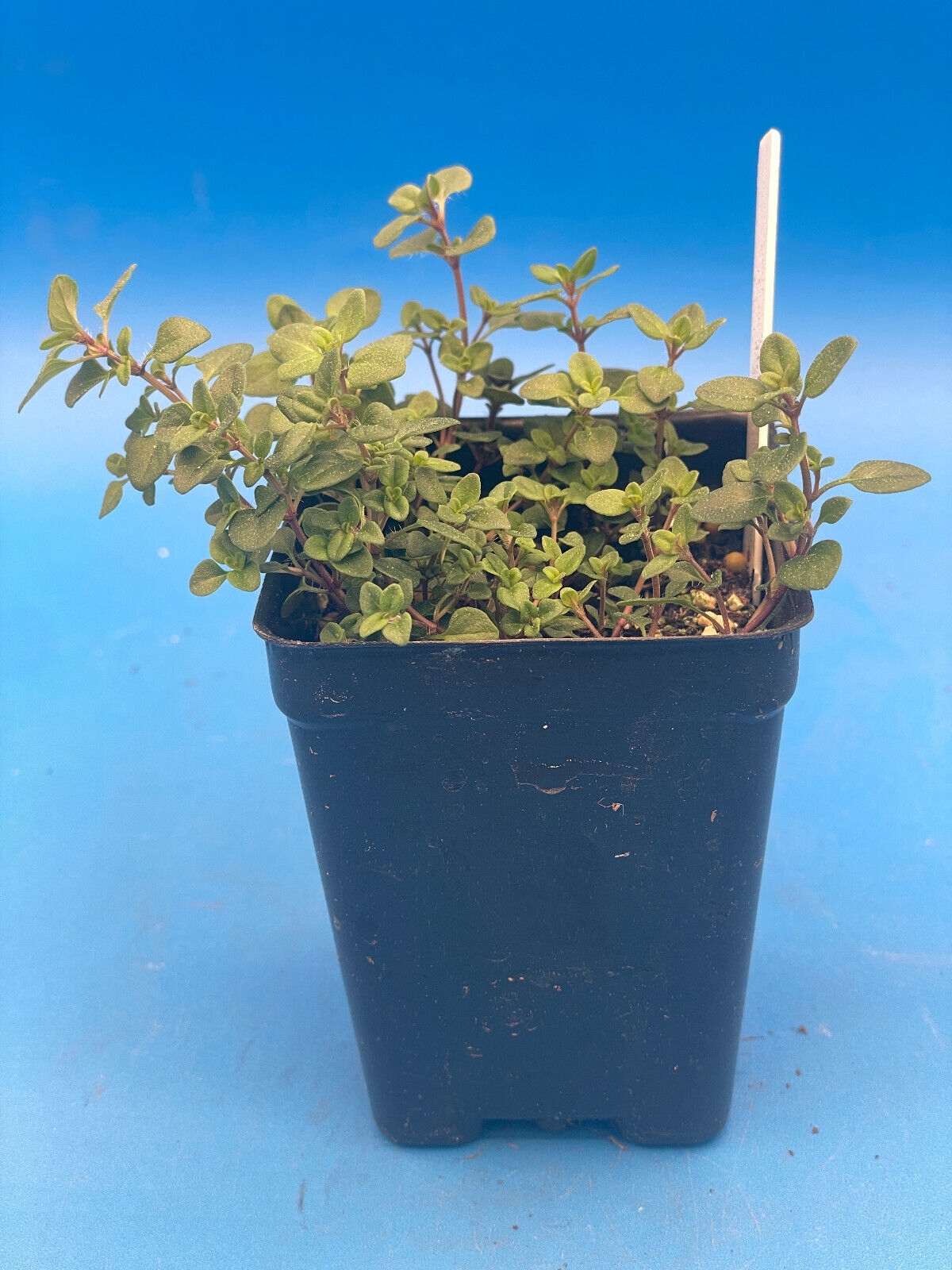 Wild Thyme Live Plant 3" Starter Pot - Thymus praecox