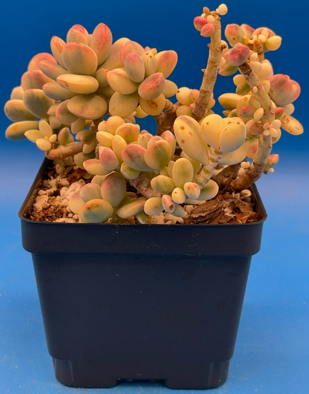 Cotyledon Orbiculata Var Oophylla f. Variegata! EXACT PLANT! Rare! 4.5" Pot (2)