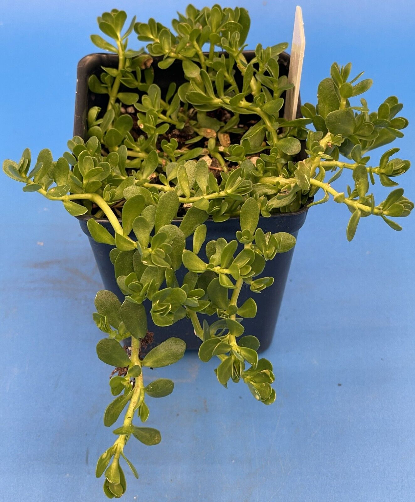 Brahmi 3" Starter Plant - Bacopa Monnieri