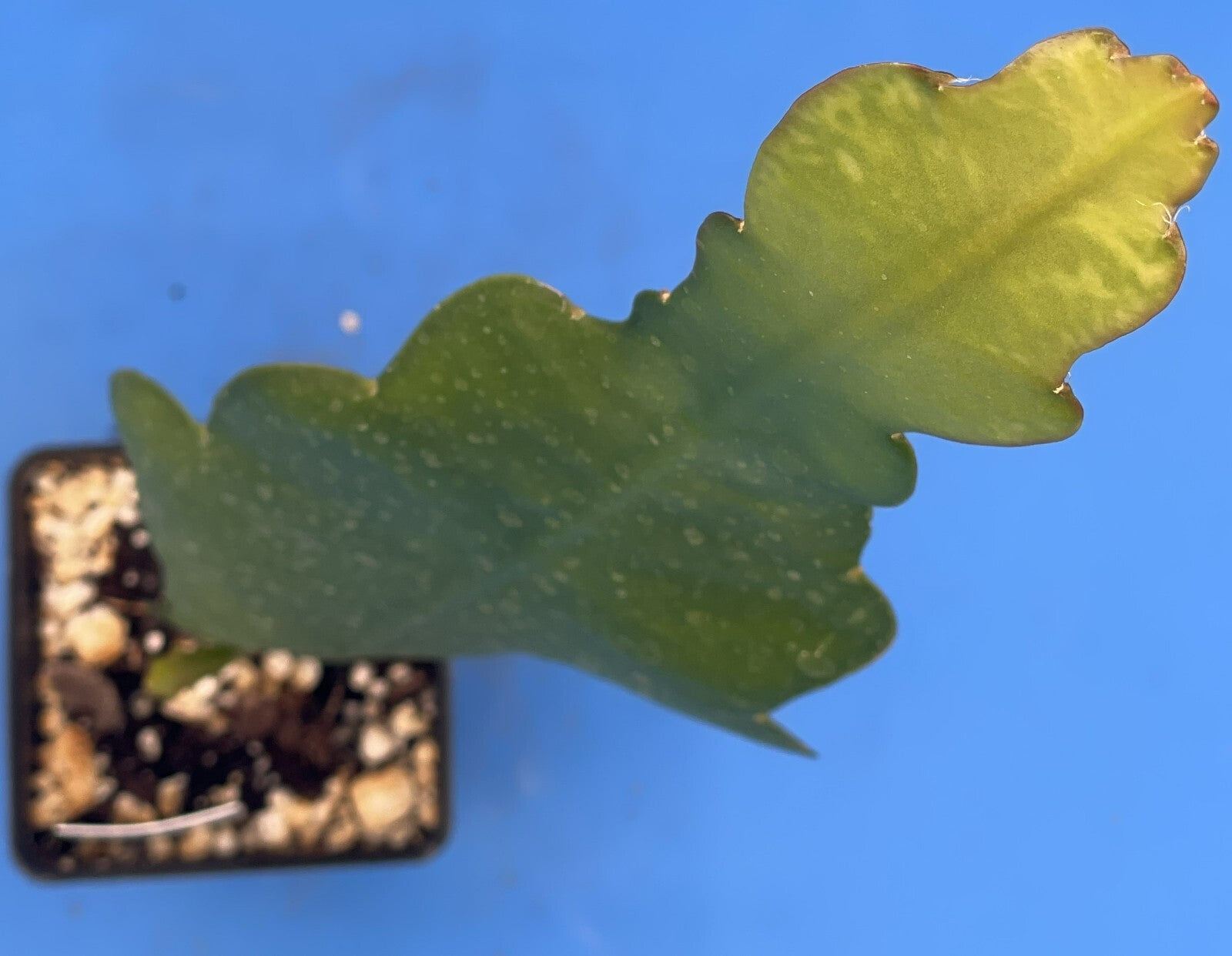 Epiphyllum Hybrid 'Magic Carpet' Fully-Rooted Starter Pot