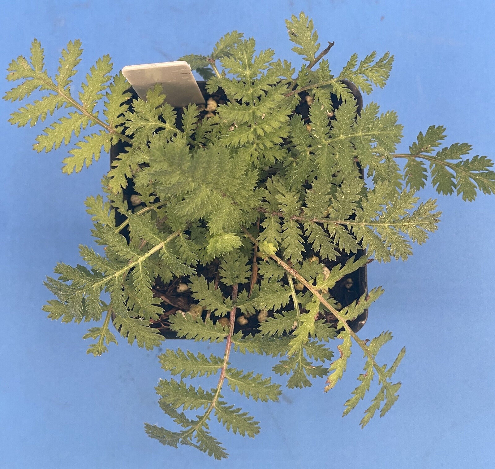 Tansy Live Plant 3" Starter Pot - Tanacetum vulgare