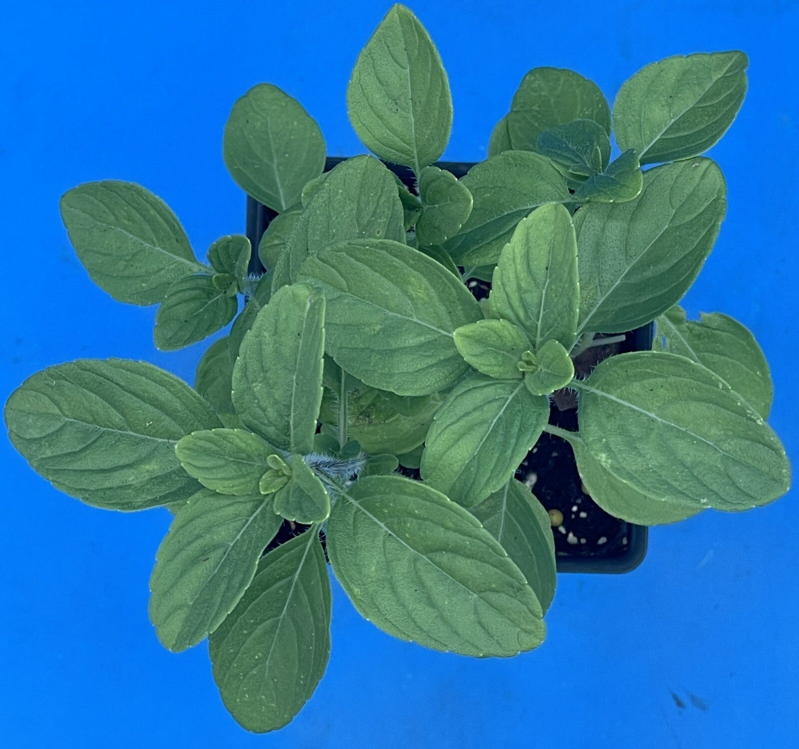 Camphor Basil Live Plant 3" Starter Pot - RARE! - Ocimum Kilimandscharicum