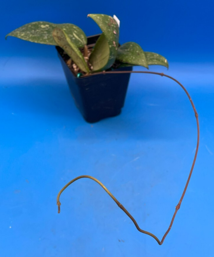 Hoya 'Vietnam AH001'  RARE! Exact Plant! Rooted  Grown In 3.5" Pot (2)