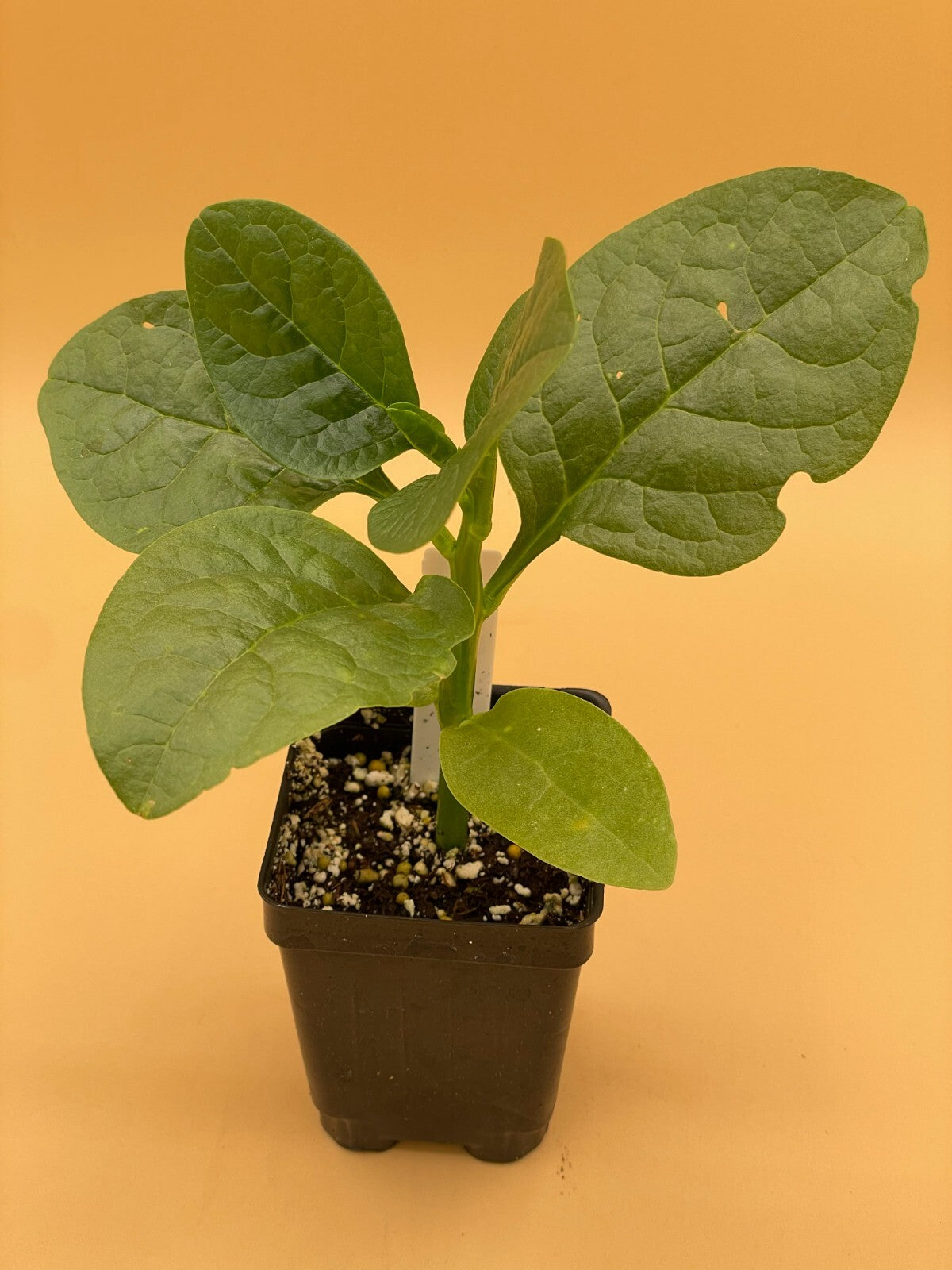 Malabar Spinach Green Live Plant 3" Starter Plant - Basella rubra Alba