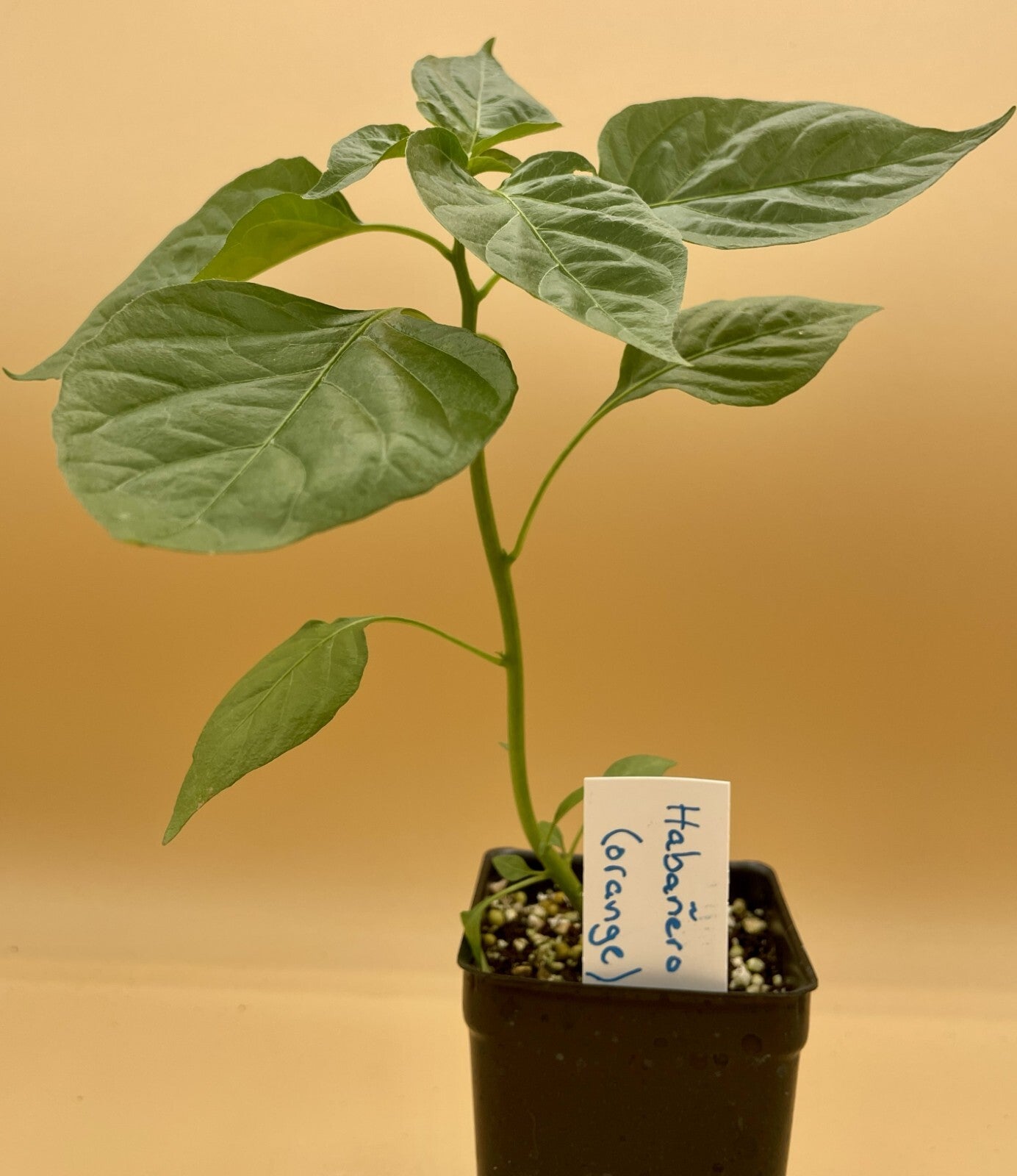Habanero (Orange) Pepper Live 3" Starter Plant - Capsicum Chinense