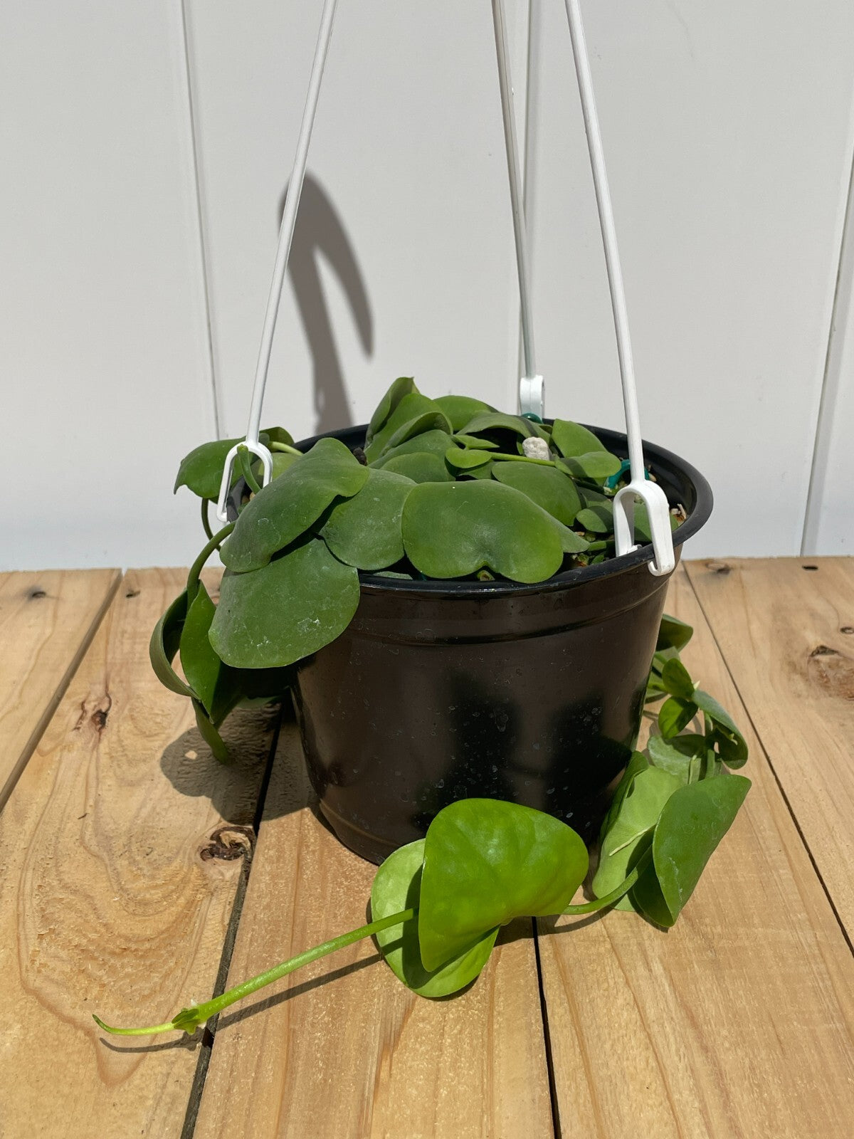 Dischidia Platyphylla - 6” Hanging Basket Pot- Super Healthy!! (1)