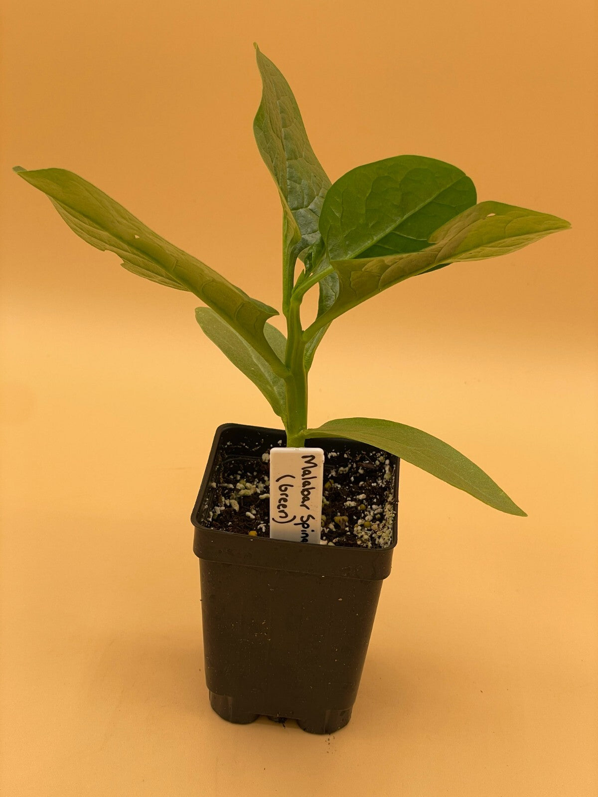 Malabar Spinach Green Live Plant 3" Starter Plant - Basella rubra Alba