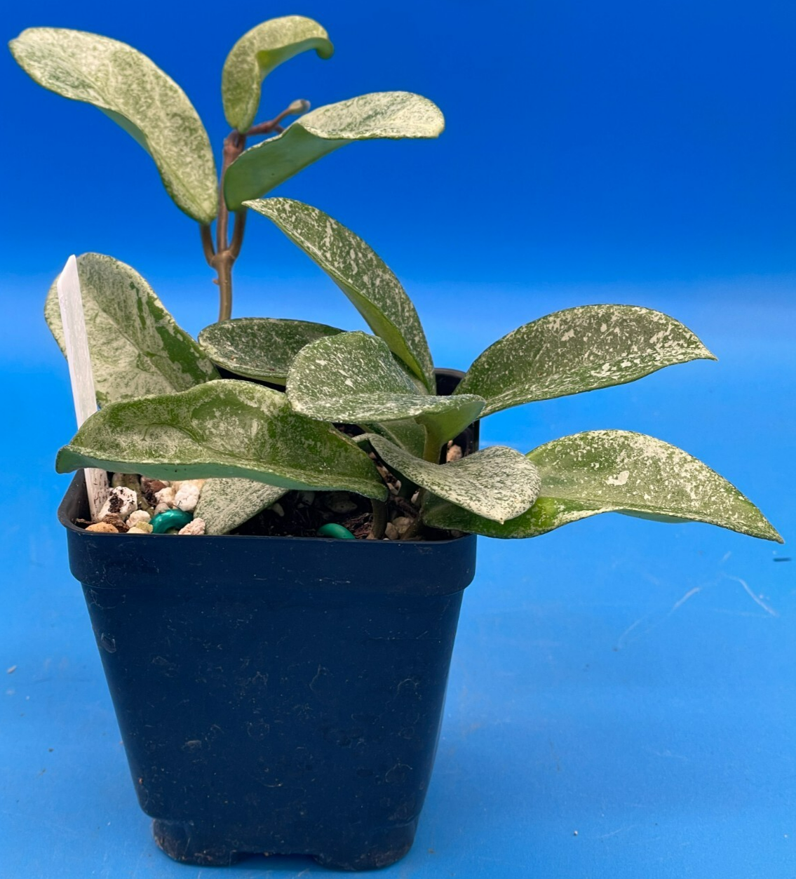 Hoya Carnosa ' Nova Ghost ' - 3.5 Inch Pot Super Healthy and Fully Rooted! (1)